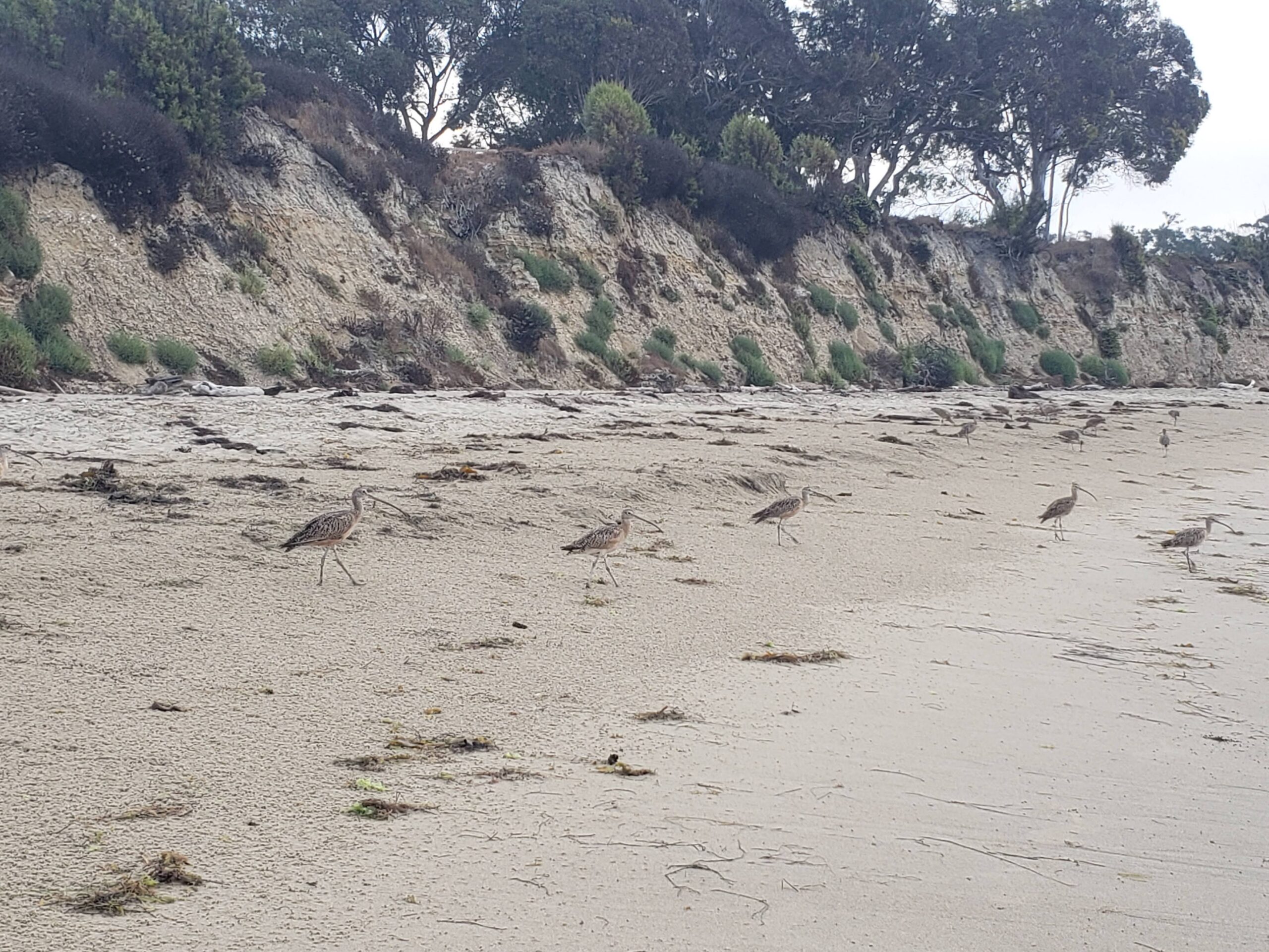 A sandy beach backed by bluffs with long-legged seabirds patrolling the sand for food.
