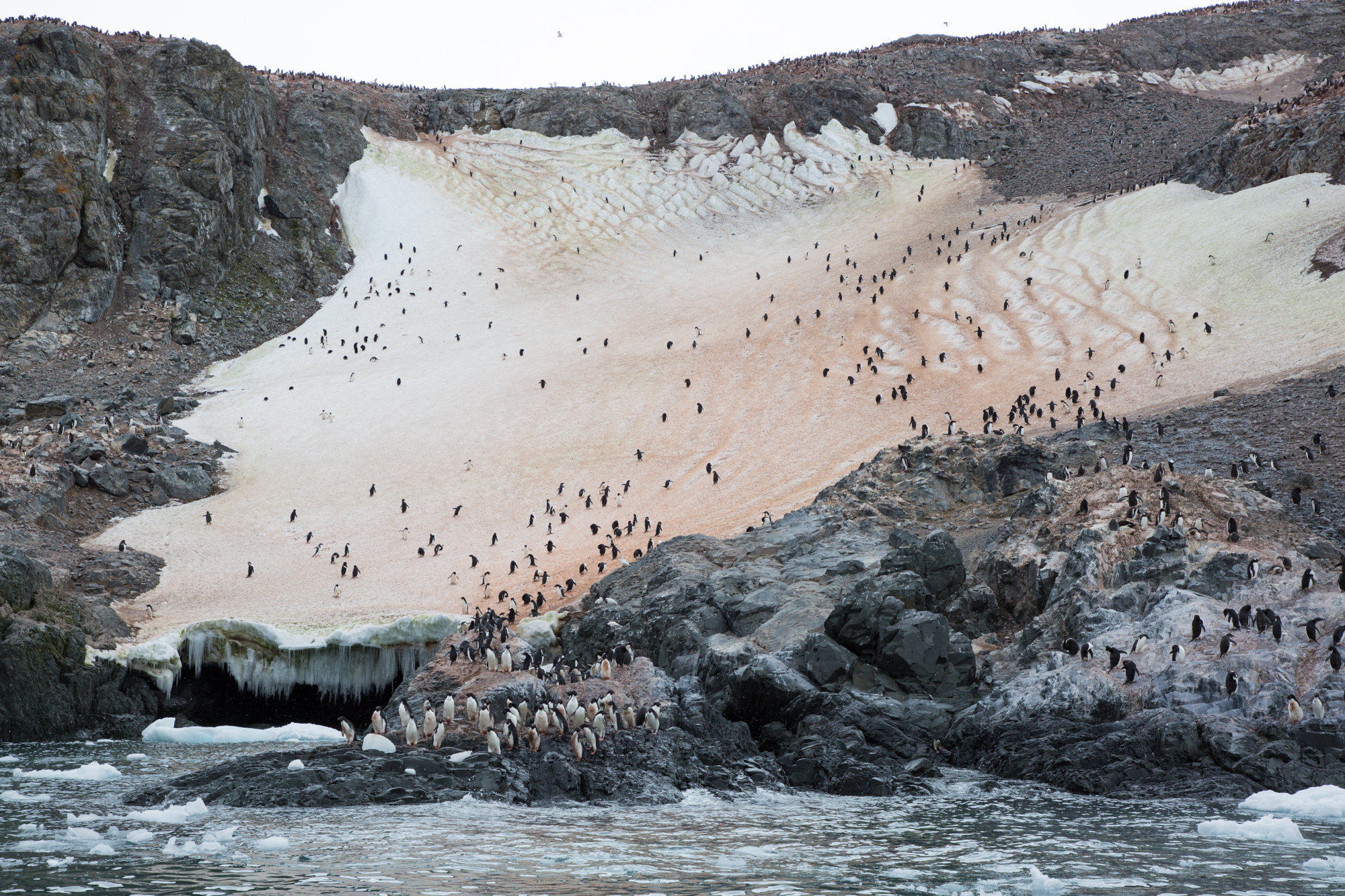 A penguin colony on a patch of steep snowy ground on the rocky coast of the Antarctic Peninsula. The snow is stained green and brown by snow algae and penguin guano.