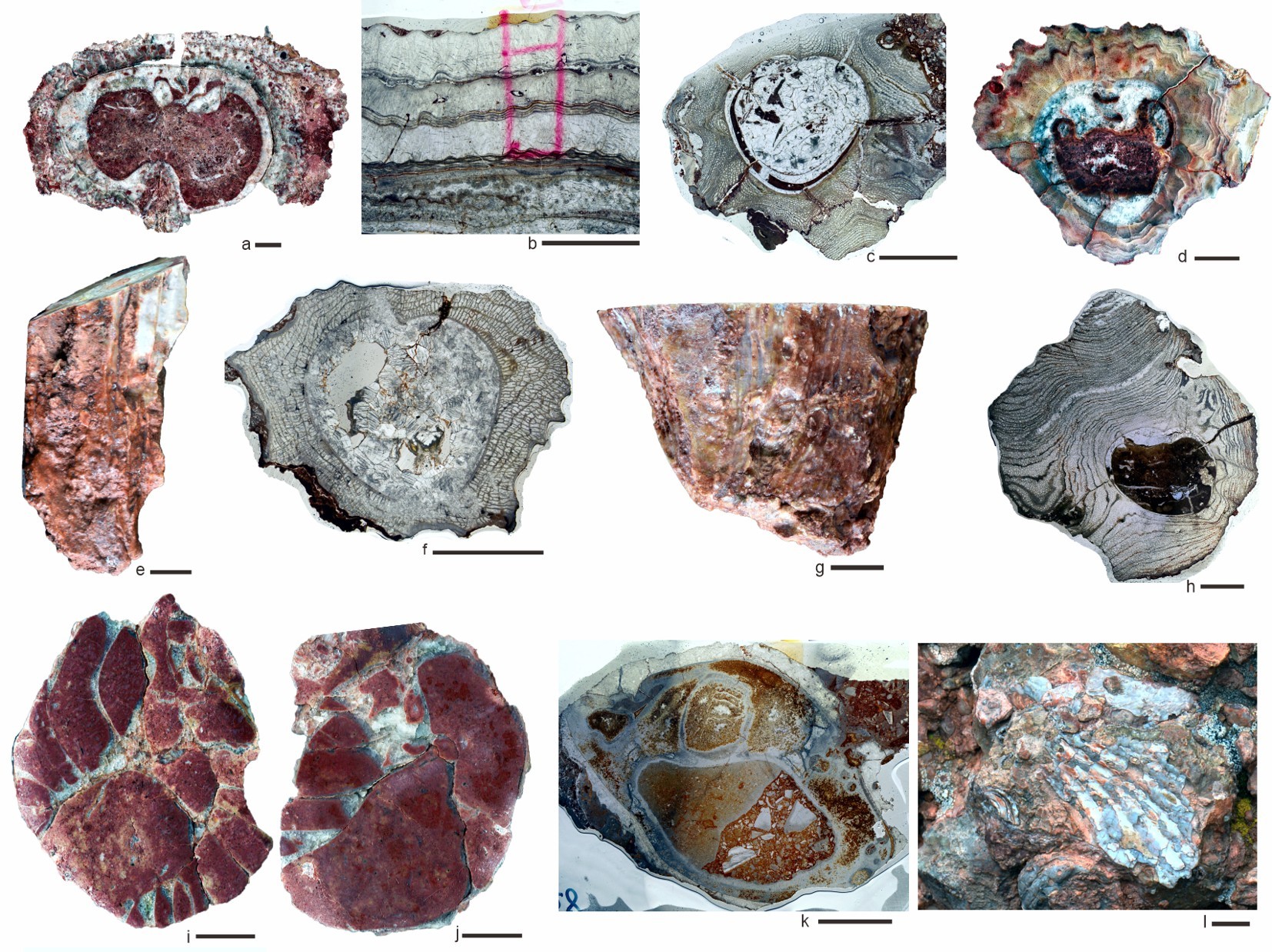 Cross-sections of red, pink, orange, white, and gray fossils of clams and other bottom-dwellers found in rocks in the Tibetan Plateau.