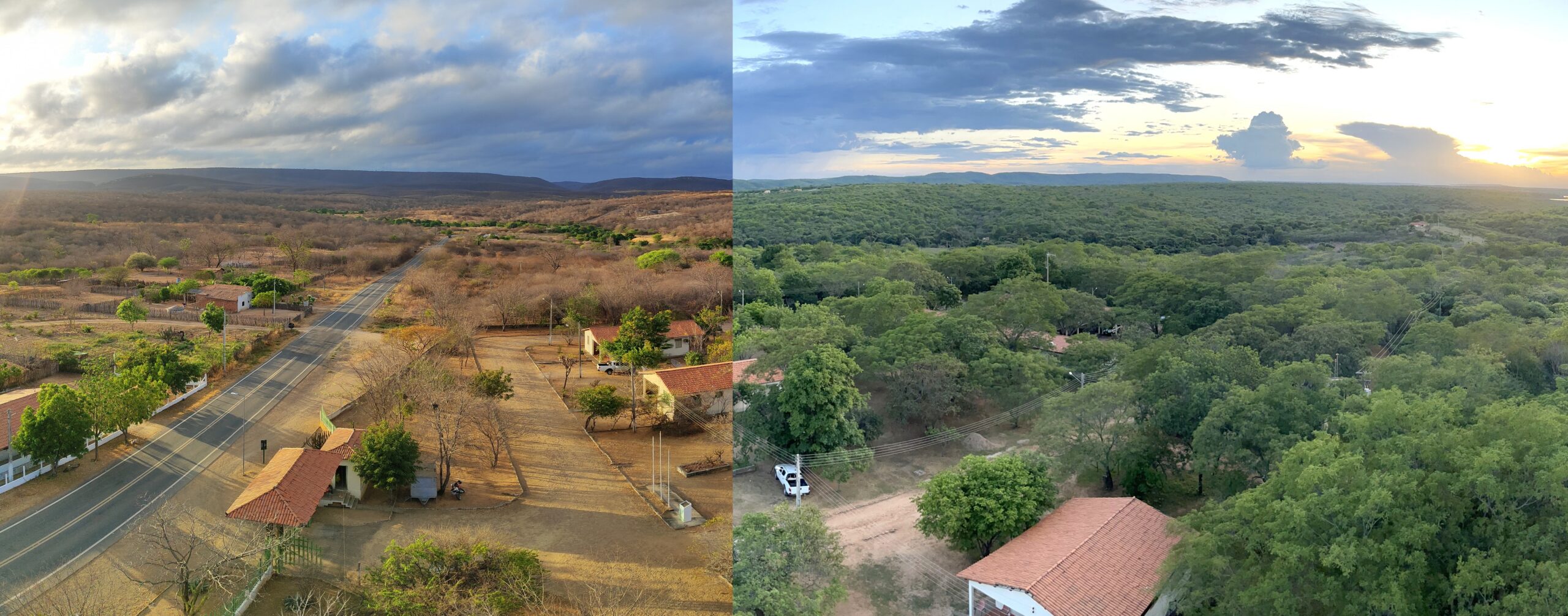 An edited panorama of a swath of northeastern Brazilian forest, with the left half showing mostly leafless trees and the right half showing a time when the trees have their leaves