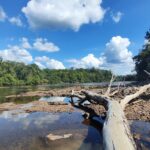 A dead tree lying on a bank of mud in a shallow river bordered by forest on a sunny day.
