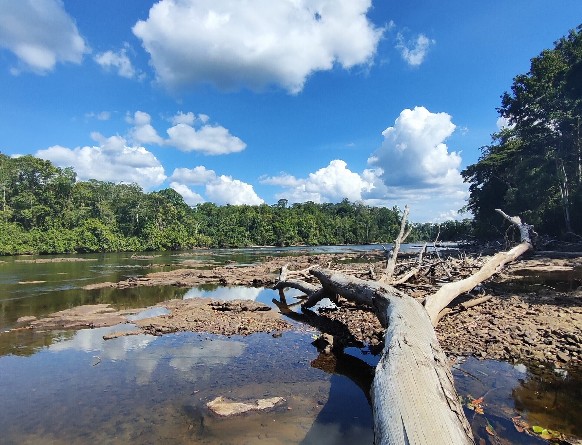 A dead tree lying on a bank of mud in a shallow river bordered by forest on a sunny day.