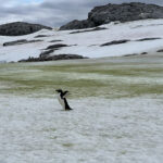 A penguin with its wings in the air against a backdrop of Antarctic snow dyed green with algae.
