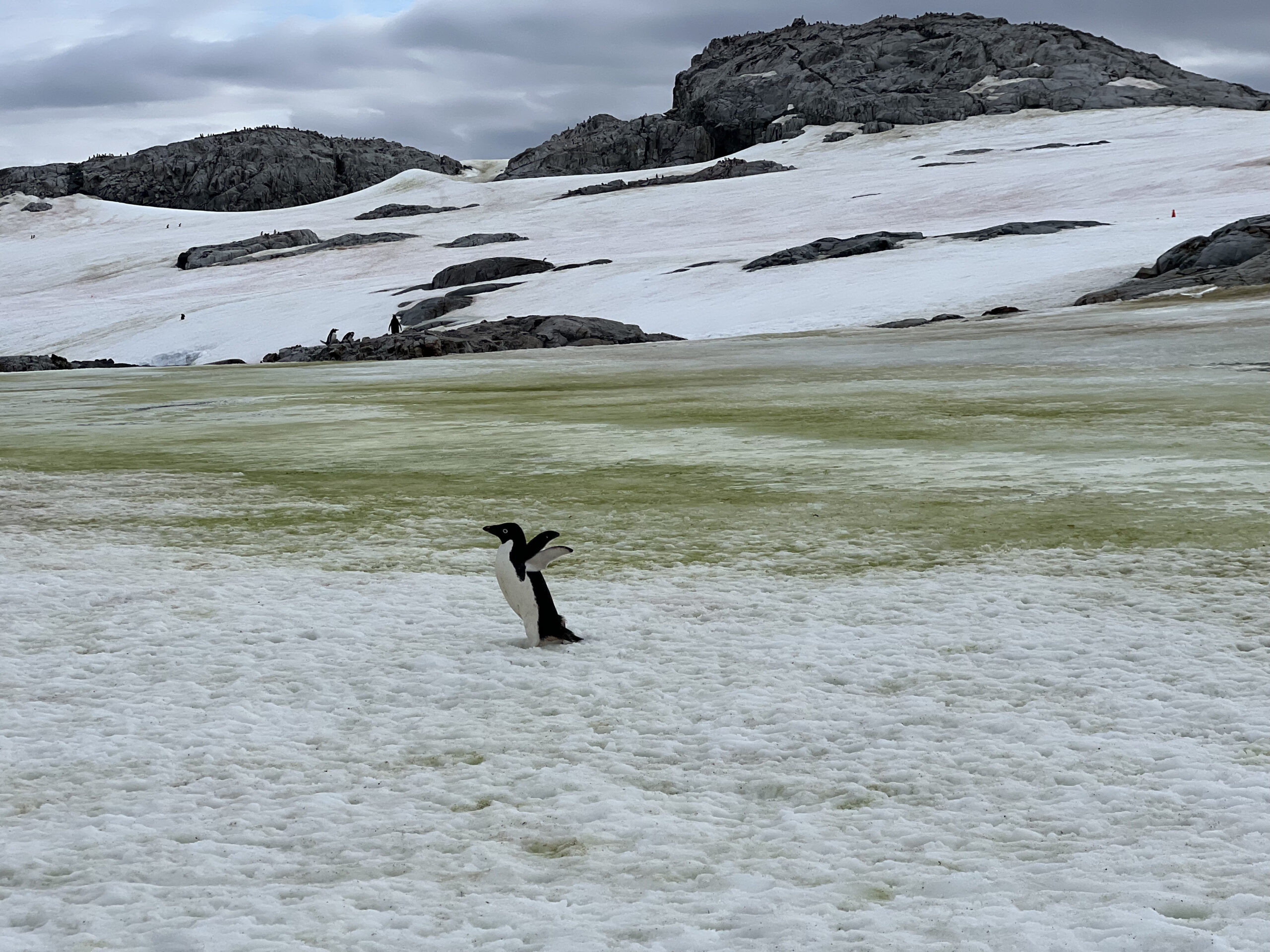 A penguin with its wings in the air against a backdrop of Antarctic snow dyed green with algae.