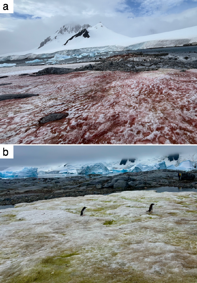 Side-by-side images of red-colored snow without influence from penguins and green-colored snow with penguins walking around.